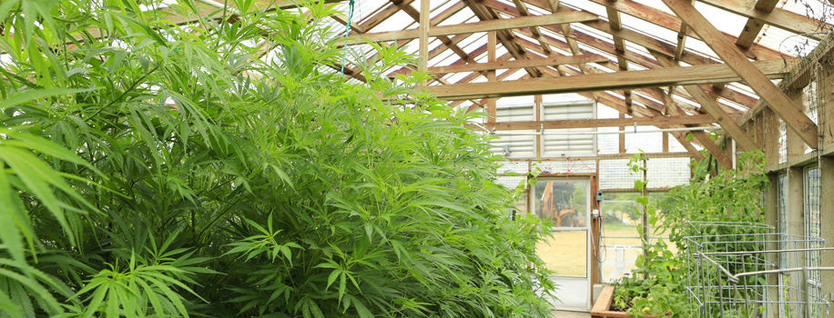 Security Solutions for Apartments in Fulton, NY